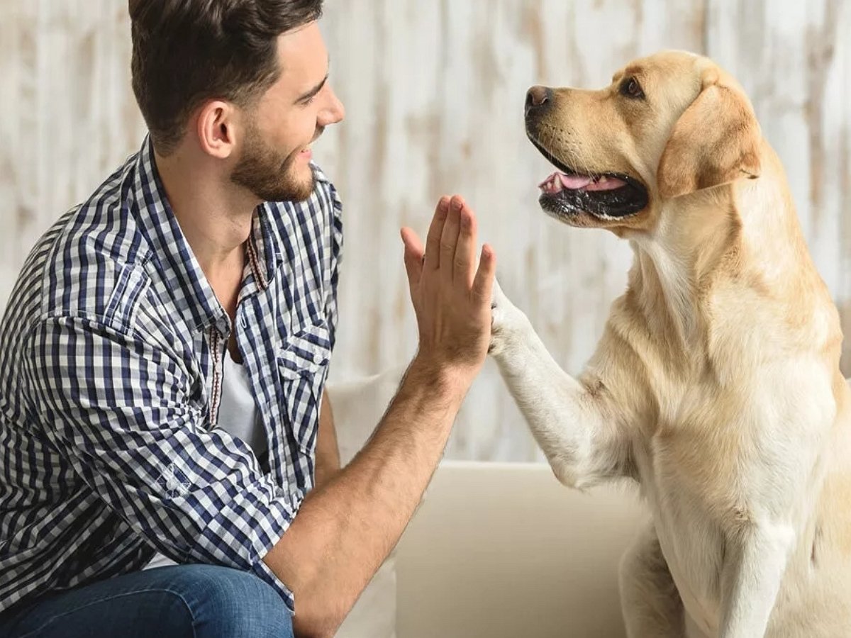 Во время наводнения пес помог хозяйке вытолкнуть застрявшую машину