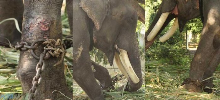 Животные, которые изменили мир и науку