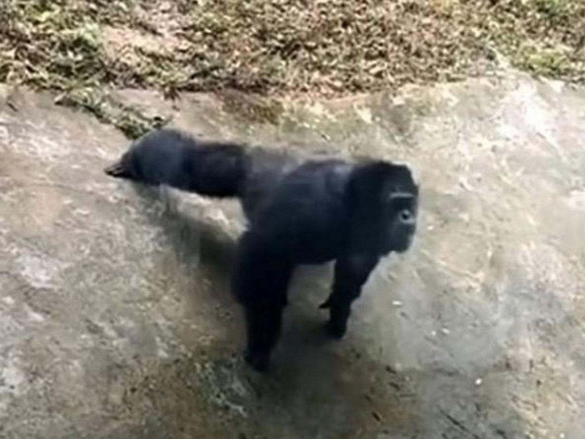 Шимпанзе в китайском зоопарке отжимается как коммандос, на пальцах рук