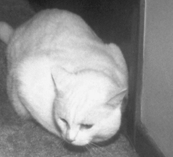 Животные, которые изменили мир и науку