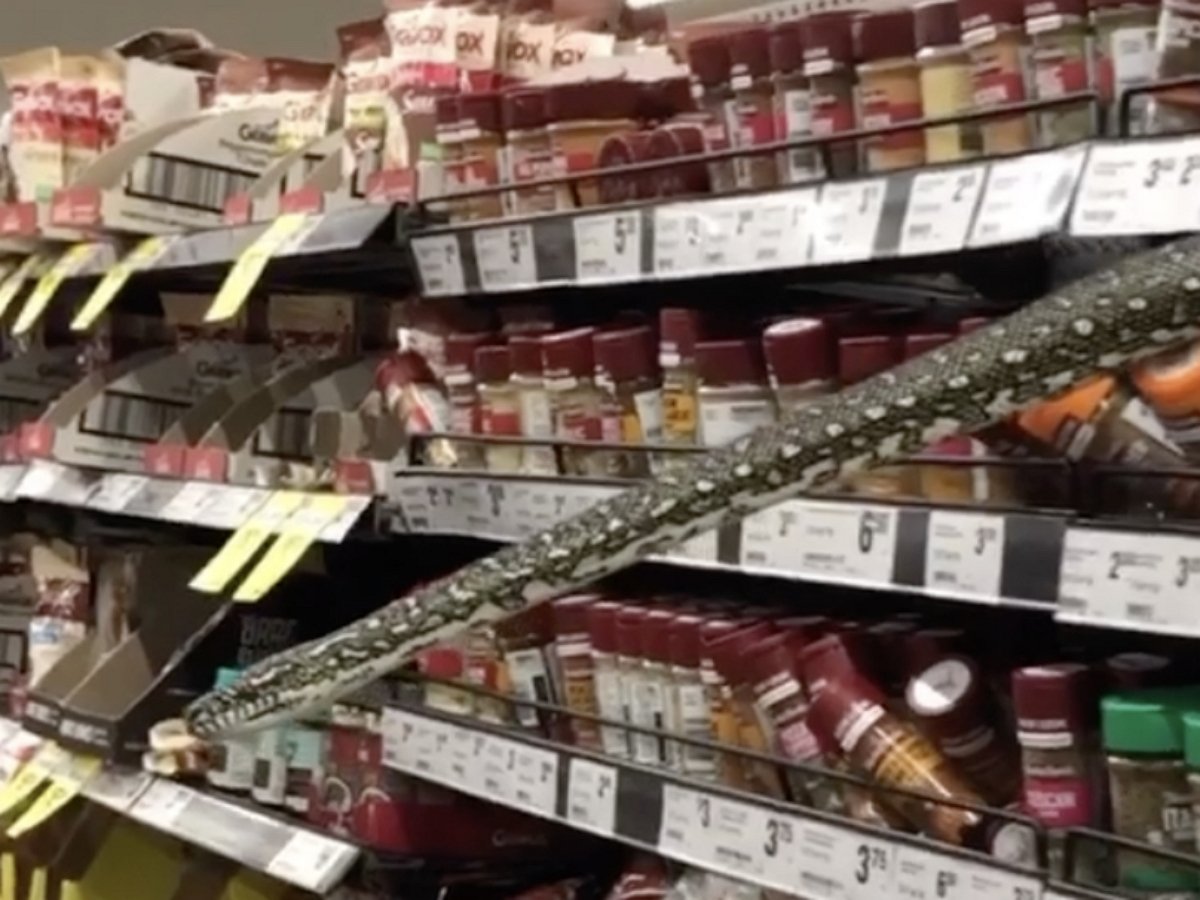 Австралийка наткнулась на коврового питона на полке магазина