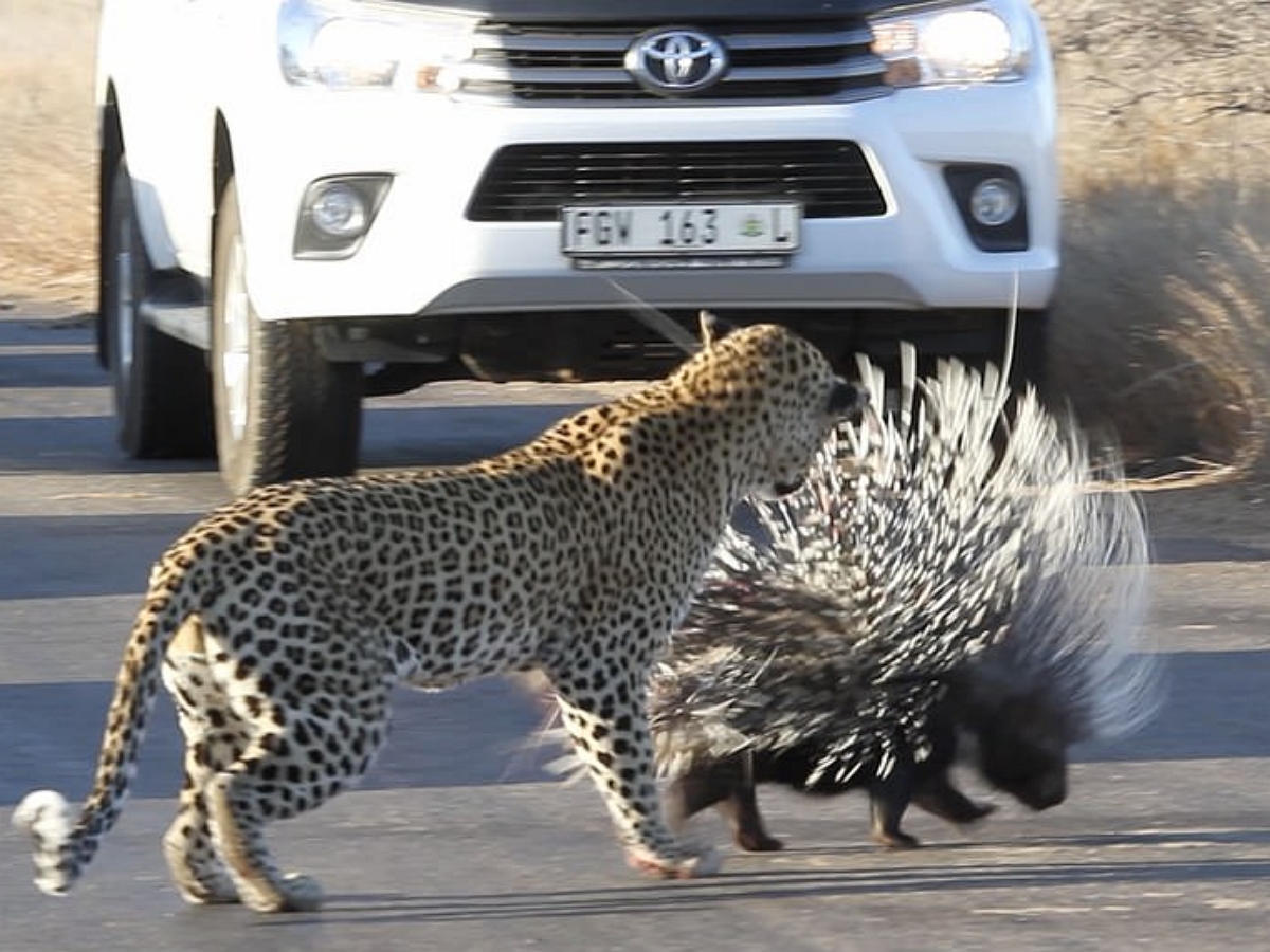 Полтора часа голодный леопард сражался с дикобразом, но потерпел поражение