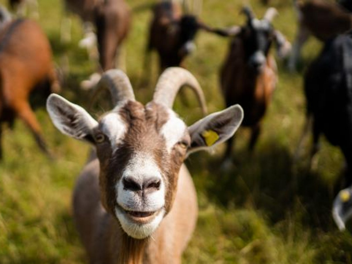Реакция козла на почесывания восхитила Сеть