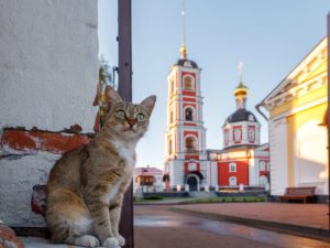 Православного кота в Краснодаре продают всего за 13 млн