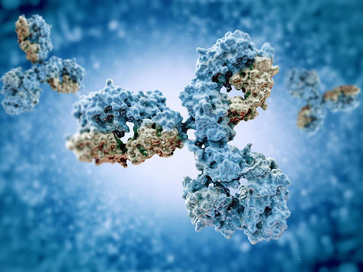 Ученые нашли защищающее от всех штаммов COVID-19 антитело