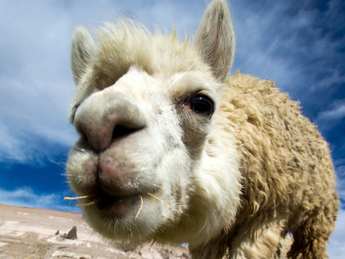 Кошка зашла в гости на ферму к альпакам, однако они так и не поняли, кто же это был