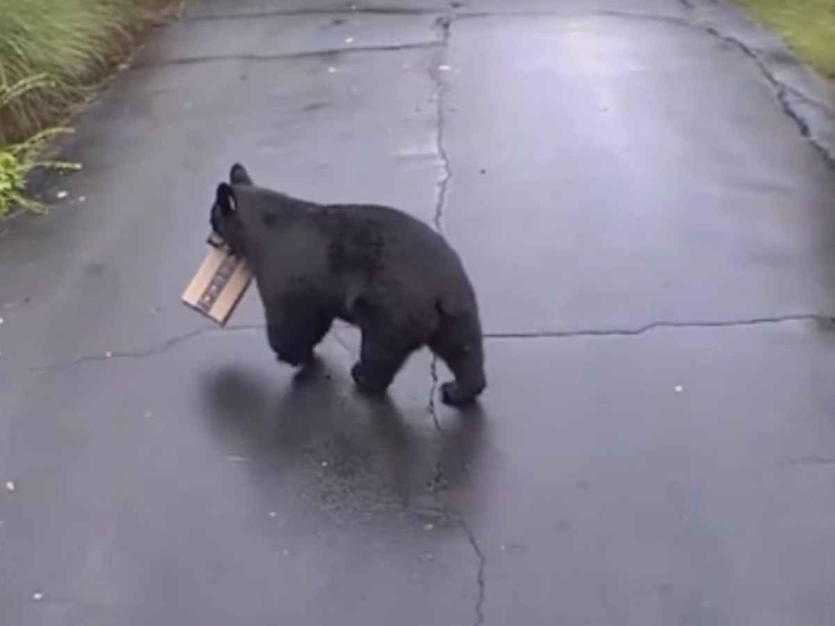 Медведь украл у американки туалетную бумагу с запахом лаванды