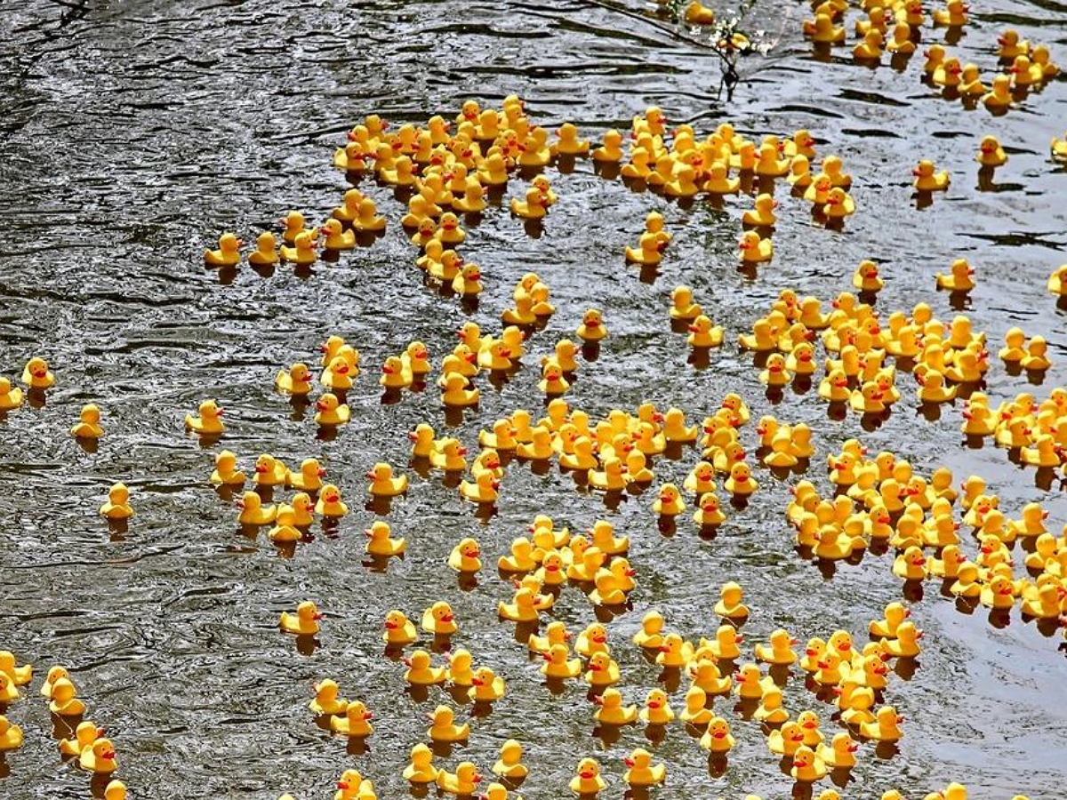 В Америке 70 тысяч резиновых уточек сбросили в реку ради благой цели