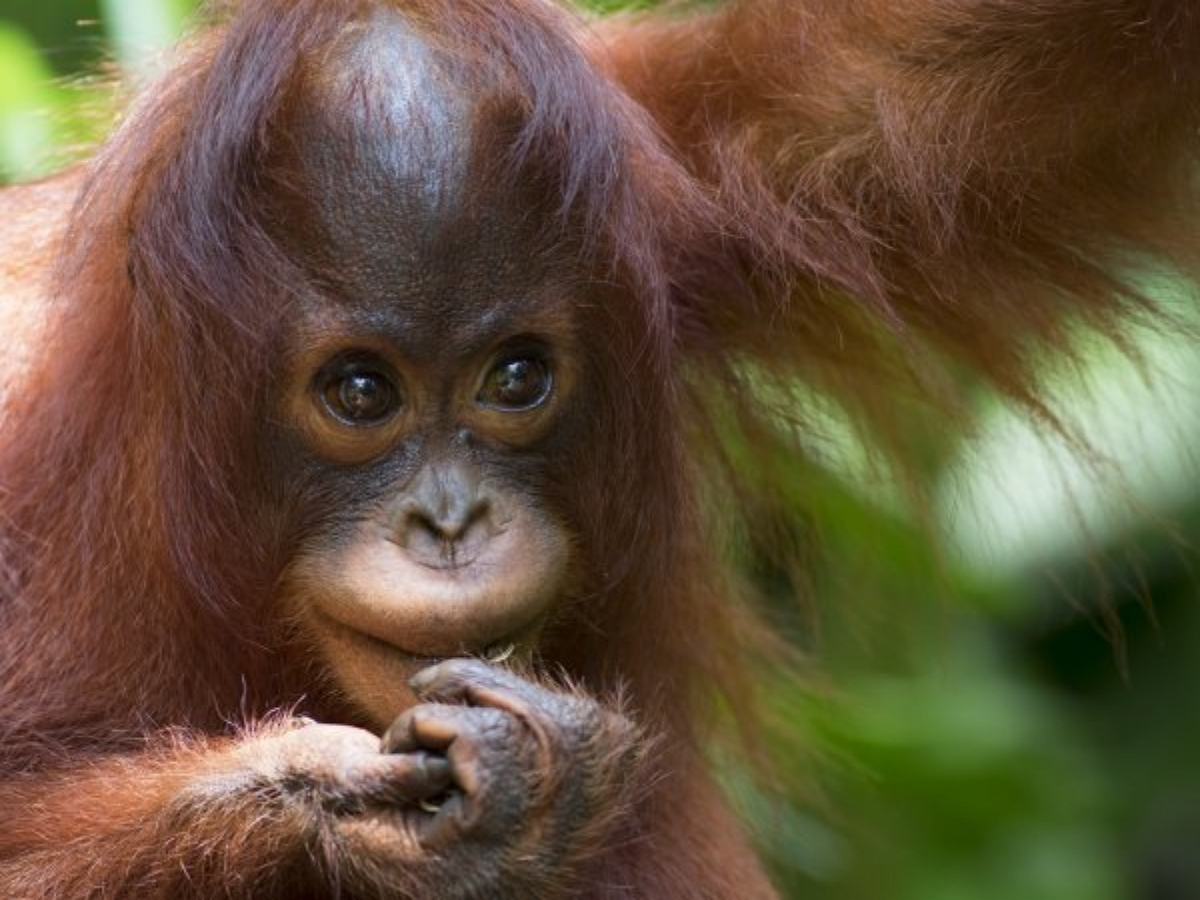 Детеныш обезьяны поцеловал беременный живот посетительницы зоопарка