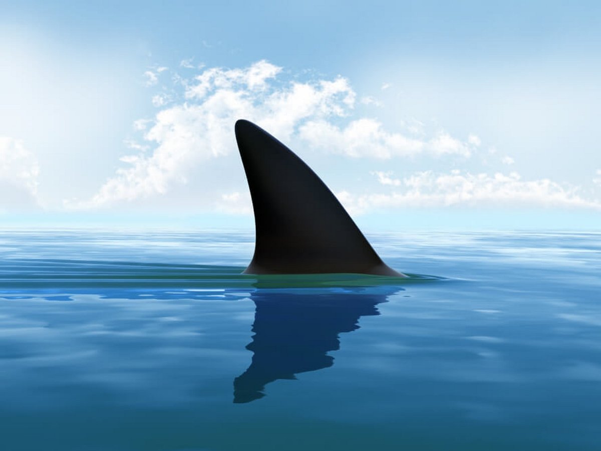 Рыбак поймал рыбу, которую поймала акула, и упустил обеих