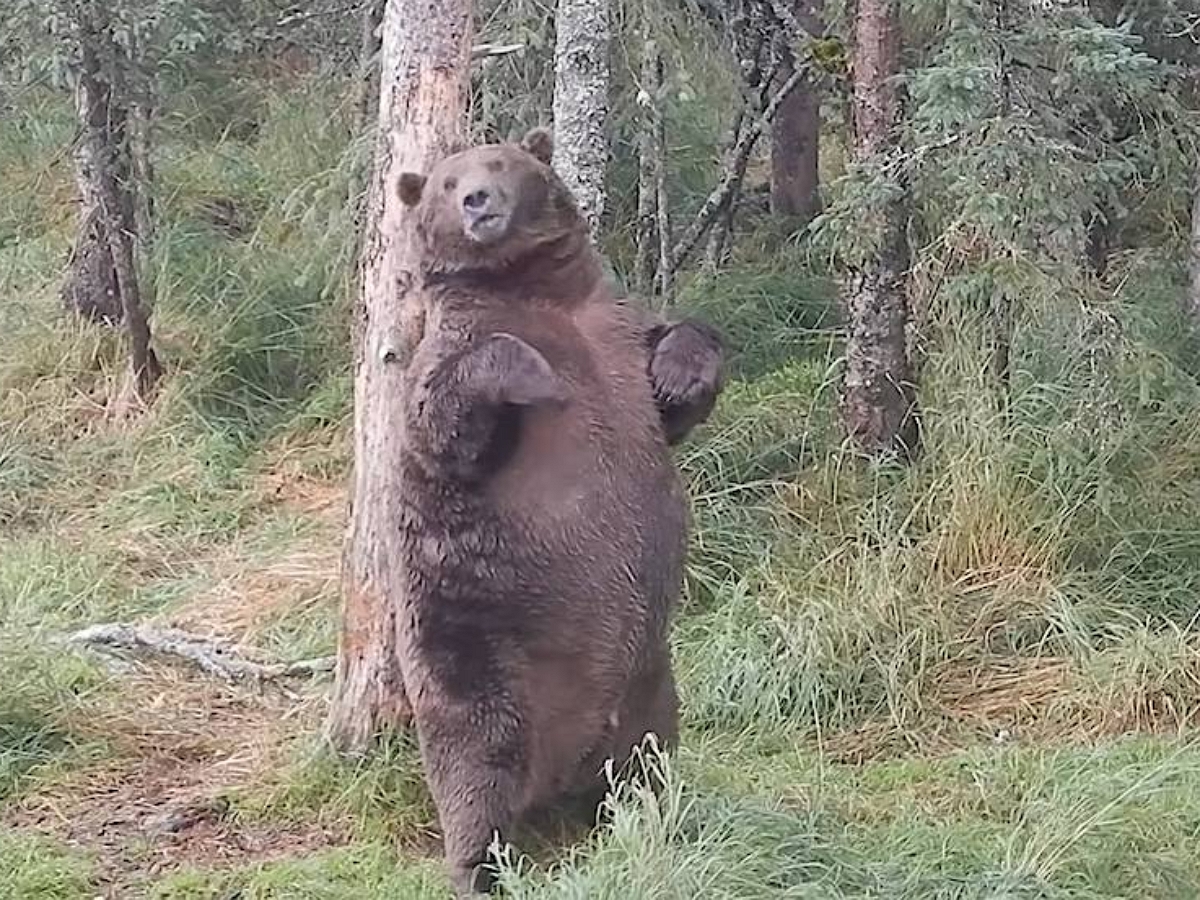 Медведь нашел идеальную чесалку для спины и стал любимчиком Сети