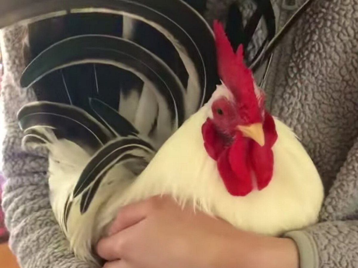 Домашний петух Коджи обожает «обнимашки»