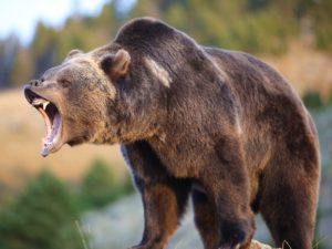 Камчатский медведь попал на видео, «разминаясь» на турнике
