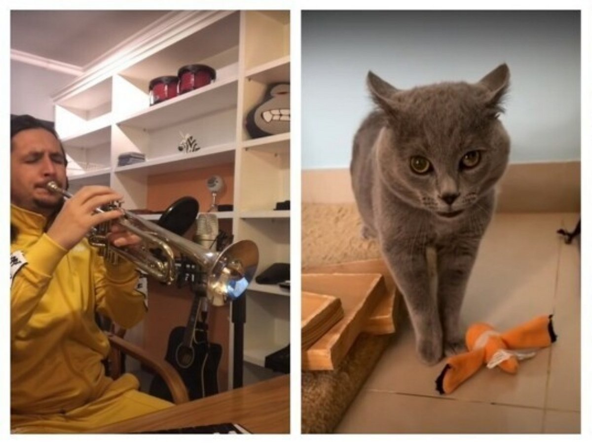 Трек с поющим котом стремительно набирает популярность в Сети