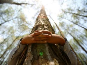 Россия повторно примет участие в чемпионате по обниманию деревьев