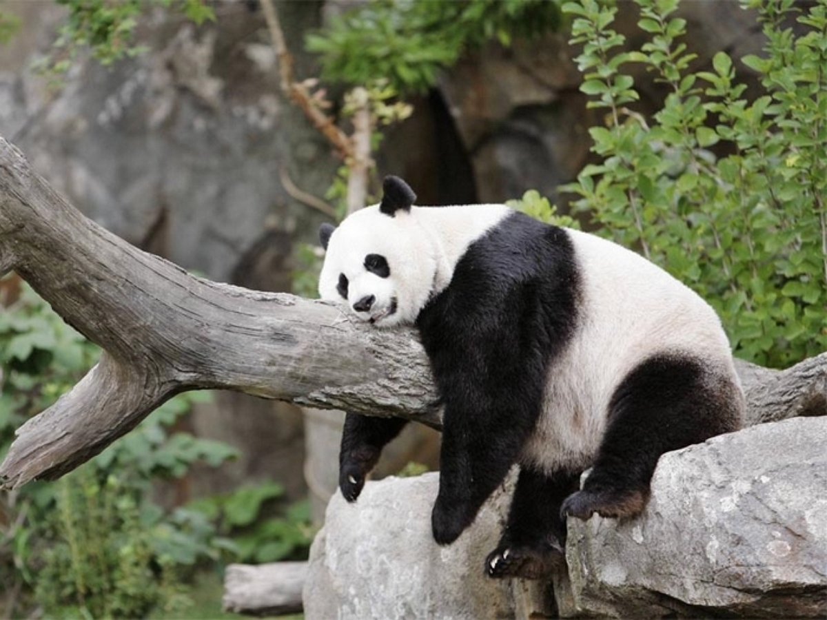 Панда решила вздремнуть, но сначала позаботилась, чтобы никто не украл ее лакомство