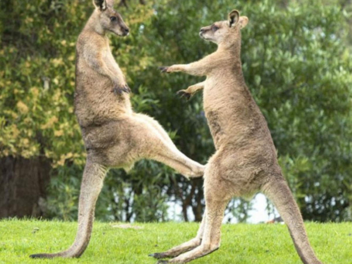 Два самца кенгуру решили выяснить отношения на заднем дворе дома
