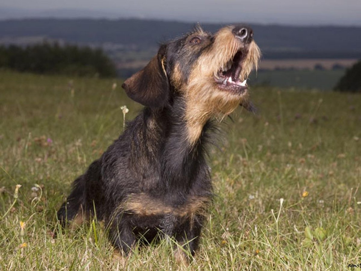 Собака издает на камеру крик «раненого динозавра»