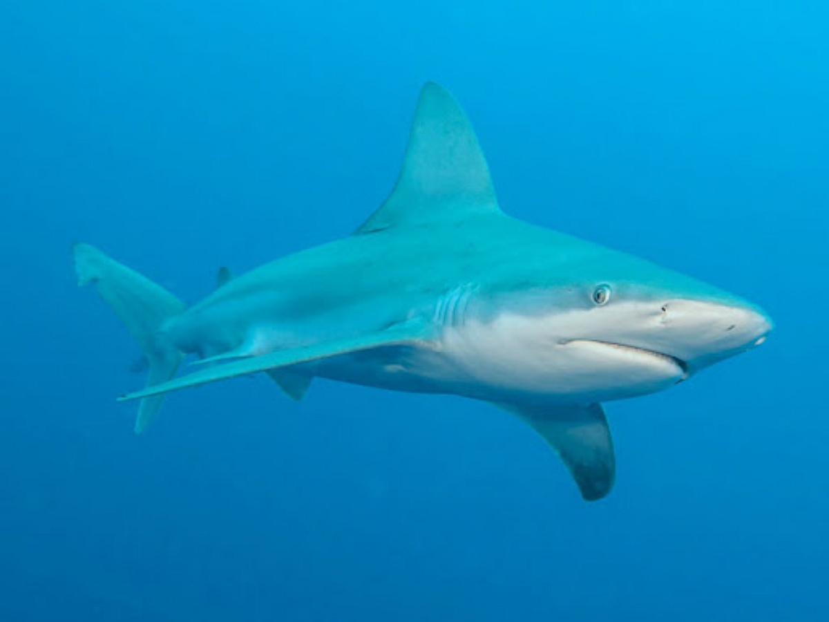 Голубая акула распугала отдыхающих на пляже в Испании