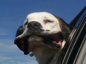 Даже в машине пес охранял хозяина, «кусая» каждый встречный автомобиль
