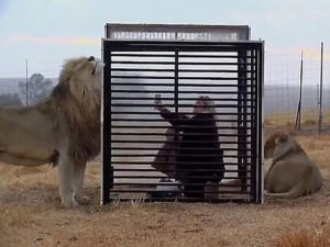 Новый аттракцион в львином заповеднике ЮАР позволяет поменяться местами с хищниками