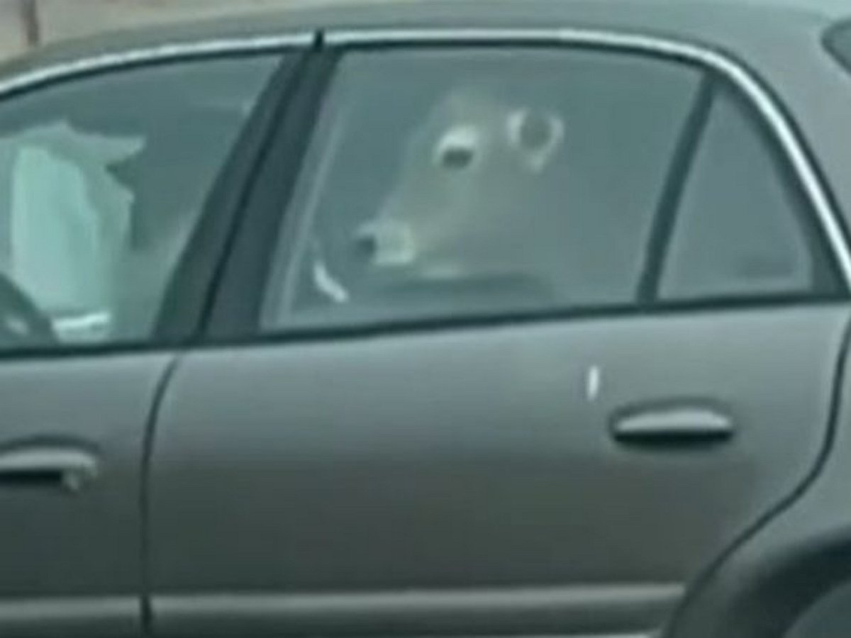 Пользователи были поражены, увидев корову на заднем сидении небольшого седана