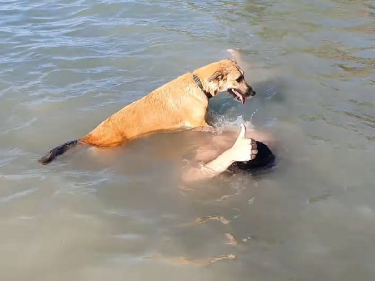 Собака доблестно спасала хозяина из воды, «утопив» его окончательно