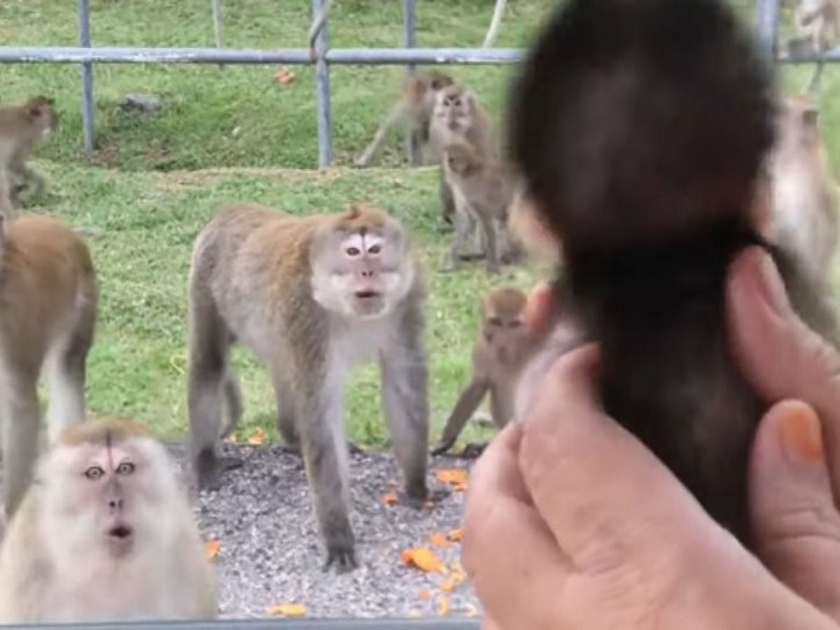 Реакция диких обезьян на одомашненного малыша повеселила пользователей