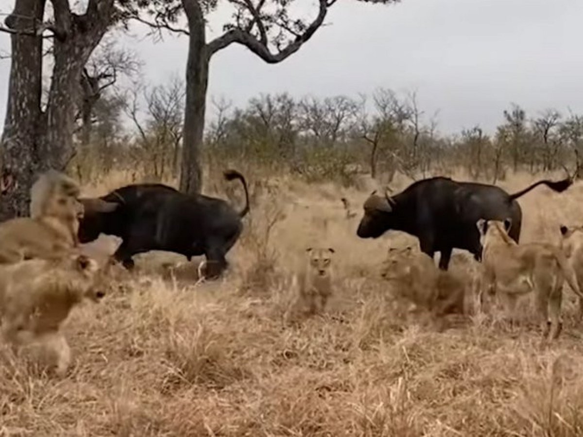Буйволы отбили товарища у стаи голодных львов