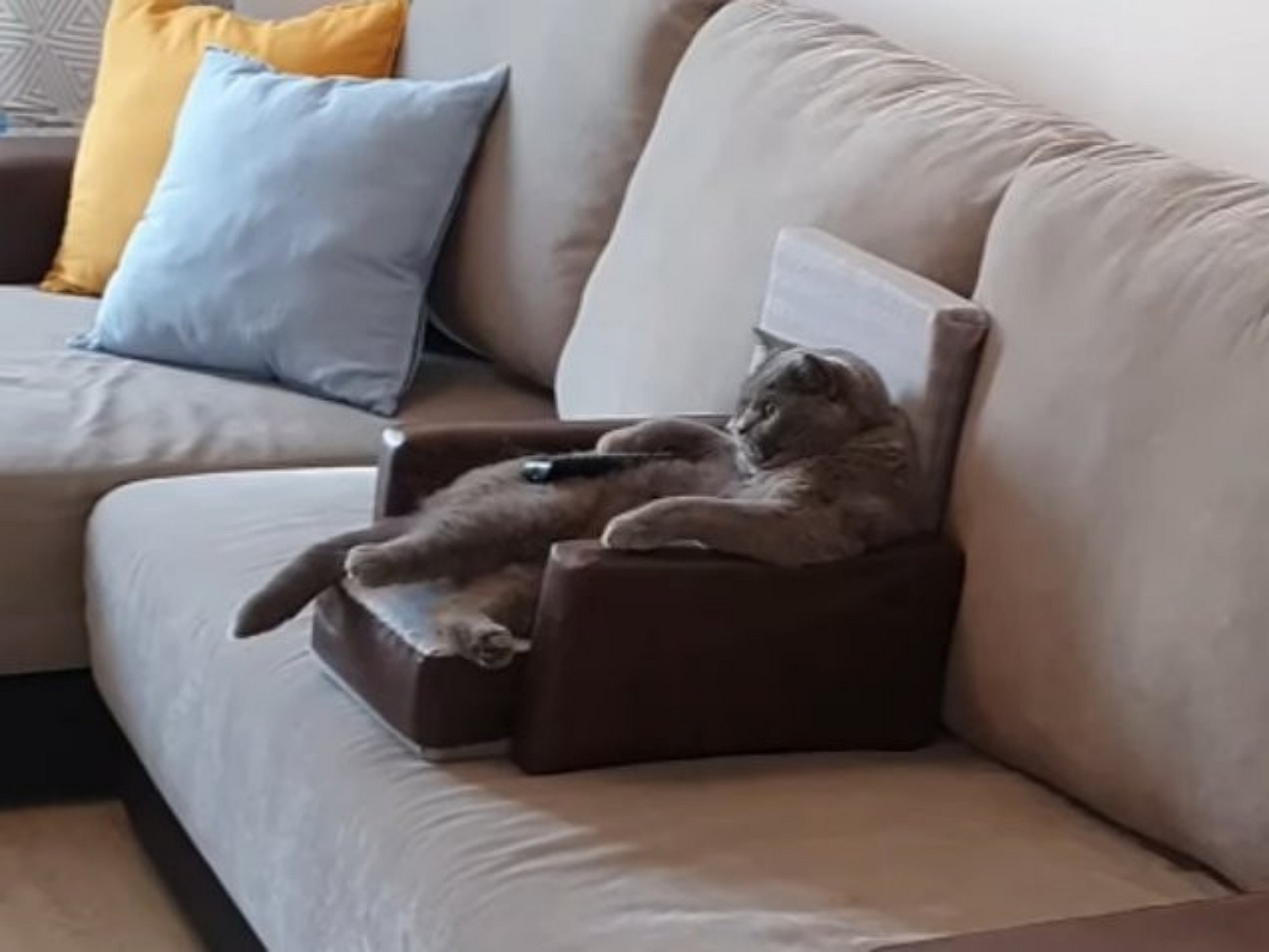 Хозяин создал коту максимально комфортные условия для просмотра любимых мультиков