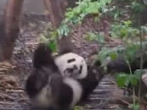Маленькая панда закатила истерику, требуя внимания