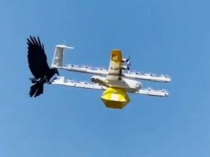 В Австралии вороны нападают на дроны, доставляющие посылки