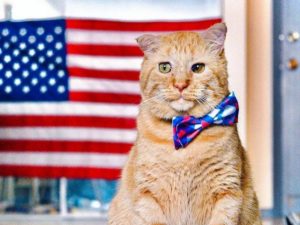 Фанаты поймали падающего кота в американский флаг