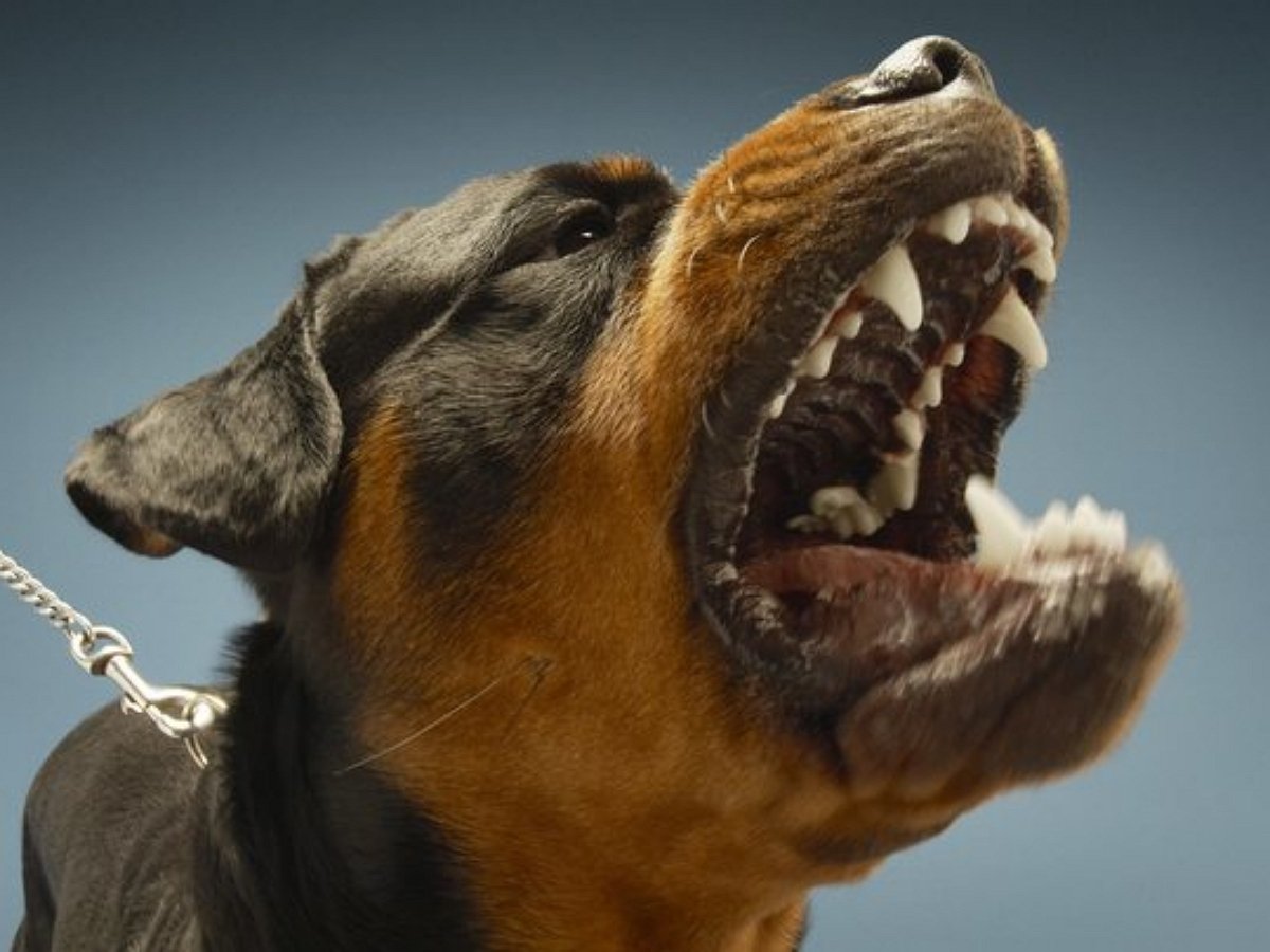 Огромный ротвейлер послужил моделью для маленького стилиста