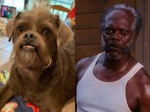 Фото собаки с лицом, похожим на актера Сэмюэля Л. Джексона, поразило пользователей