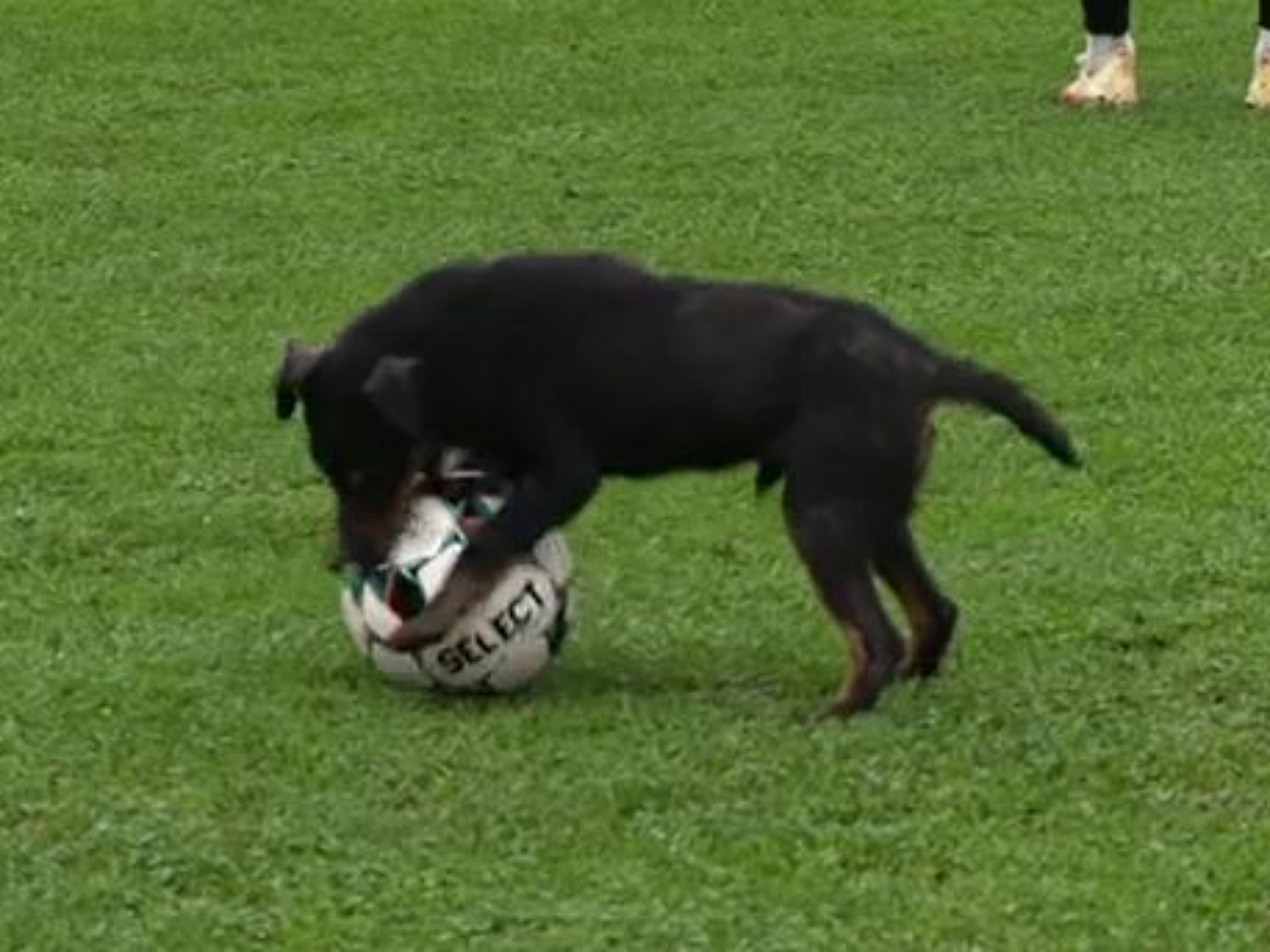 Собака выбежала на футбольное поле во время матча и утащила мяч у игроков