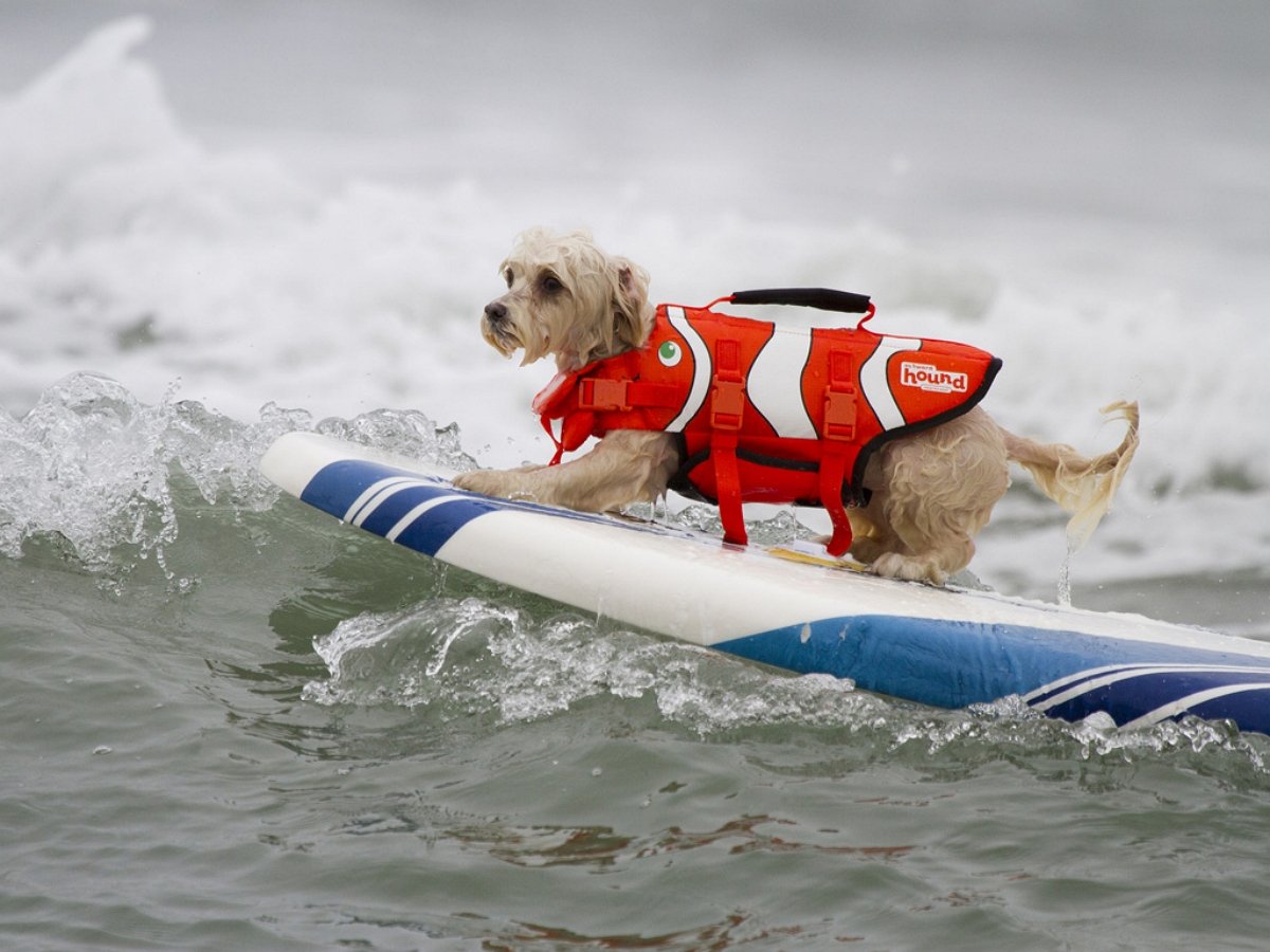 В Калифорнии соревнования псов-серферов выиграл белый терьер
