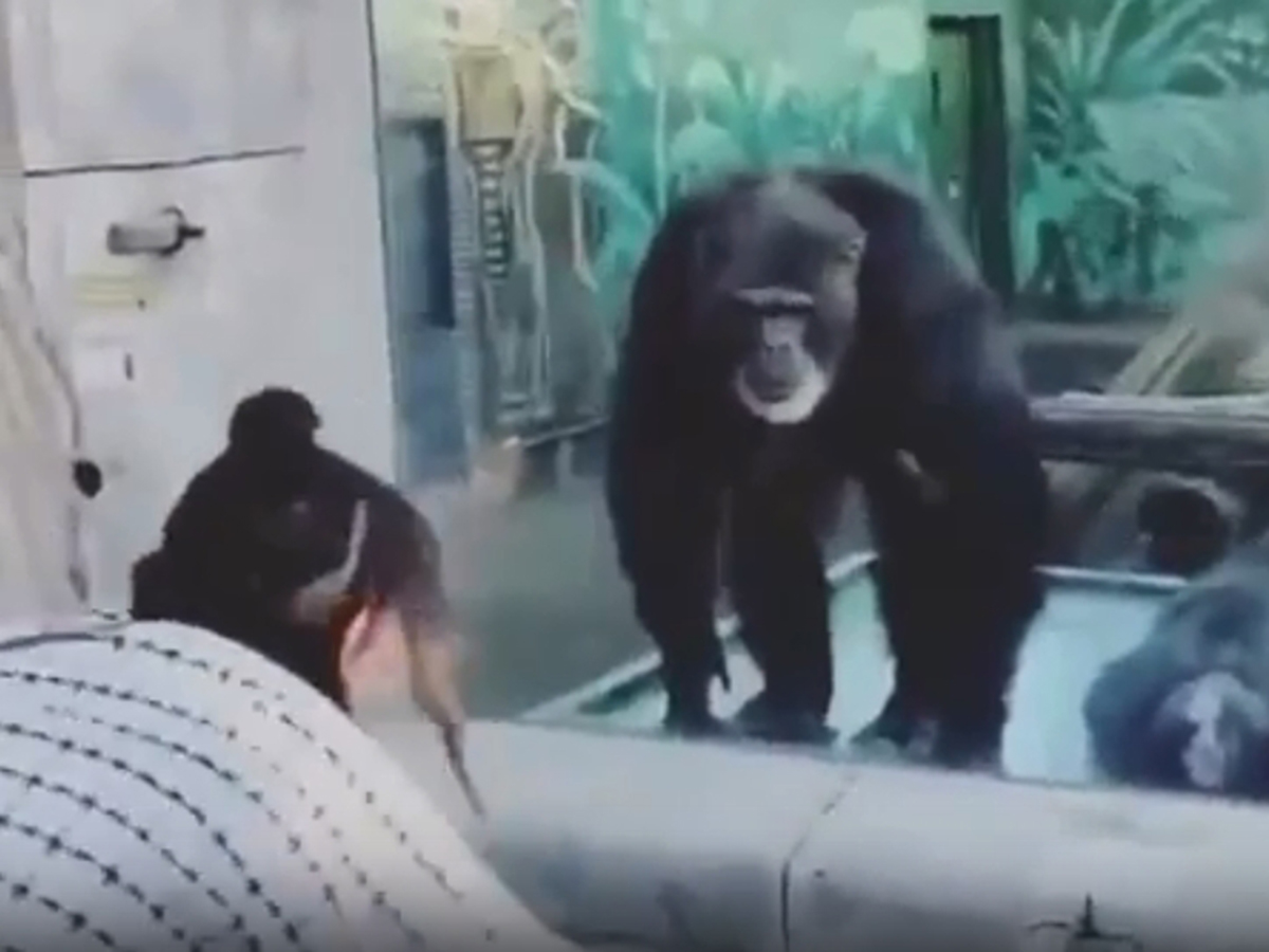 Женщина дразнит гориллу