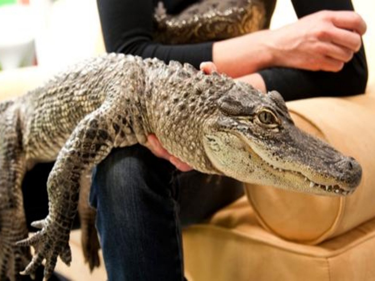 Нежный крокодил выпрашивает у хозяина ласку, как домашний котик