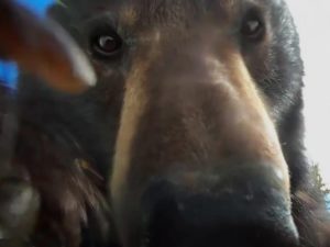 Медведь нашёл камеру GoPro и наснимал отличных селфи