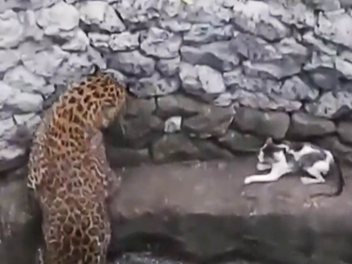Дерзкая кошка напала на леопарда