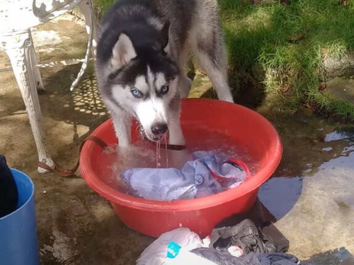 Хаски постирал хозяйскую одежду в тазике