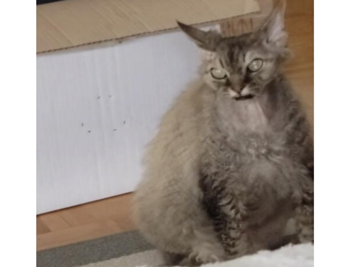 «Кот-демон» стал любимчиком в Сети за свою пугающую внешность