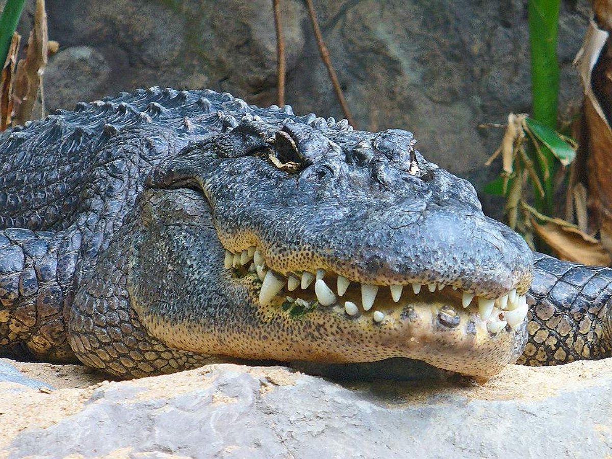 Американская серфингистка отчитала аллигатора как провинившегося школьника