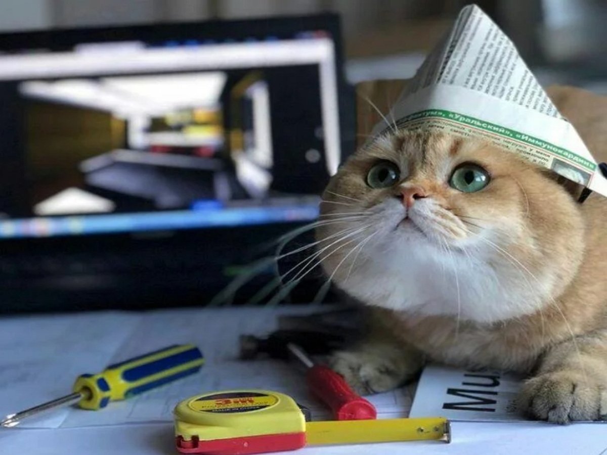 Кот «проинспектировал» ремонт и потерпел фиаско