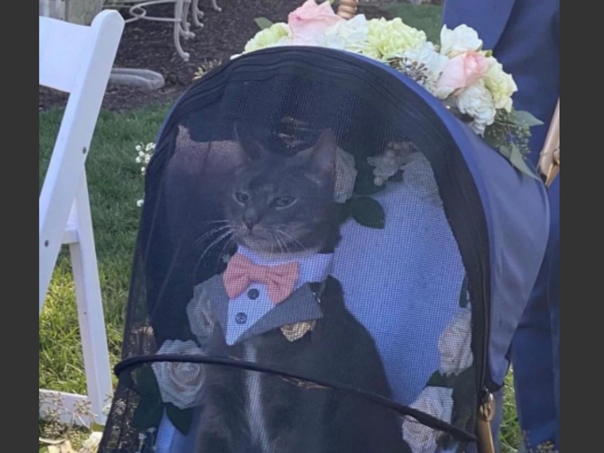 Кот в костюме подавал молодоженам кольца на свадьбе