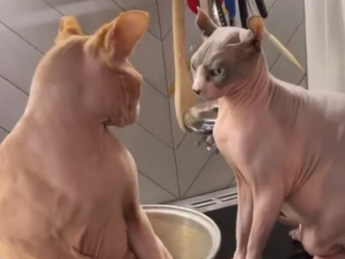 Игра в гляделки двух котов закончилась дракой, повеселив пользователей