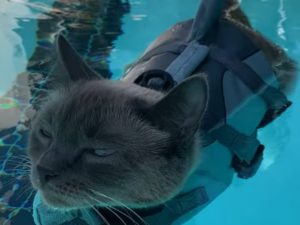 Котик в костюме акулы плескается в бассейне