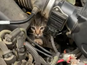 Кот «проинспектировал» двигатель авто