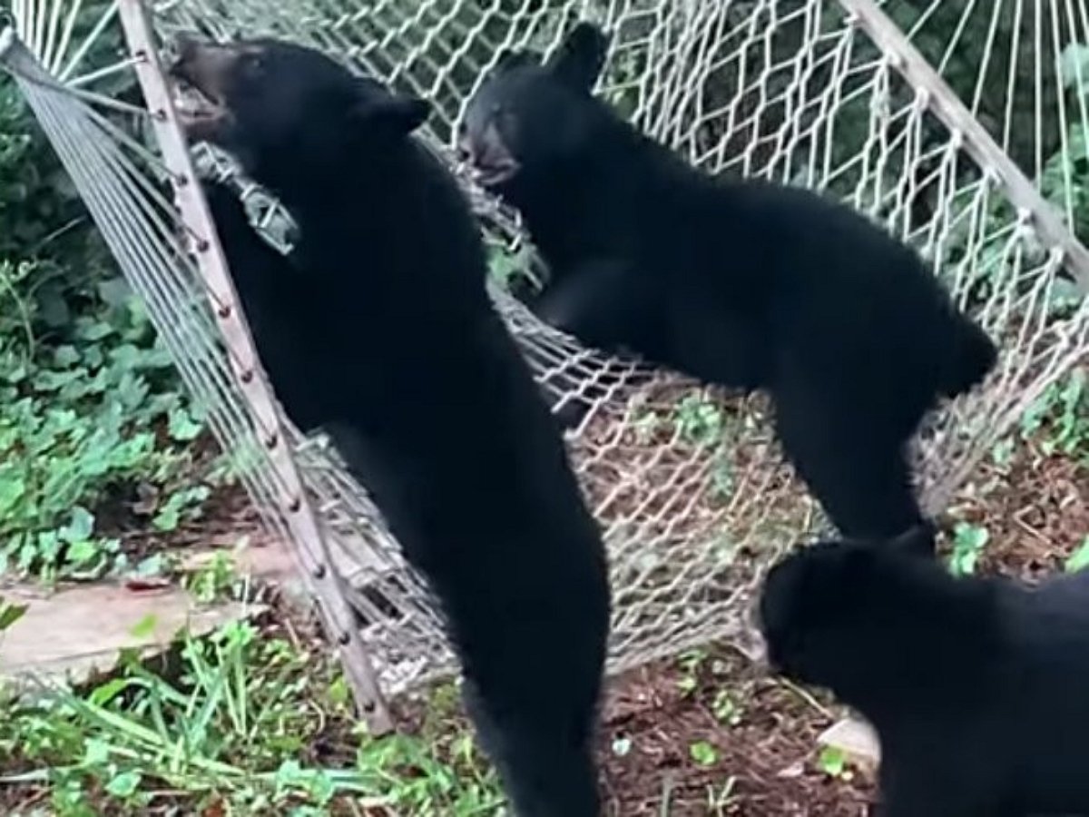 Медвежата рассмешили Сеть, пытаясь сладить с дачным гамаком